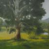 12 X 16 Summer  Sycamore